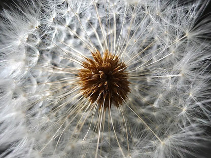 Celular Samsung Galaxy S25 ULTRA  512GB 5G